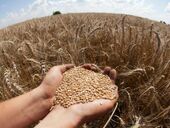 Запасы зерна в Казахстане оцениваются в 14 млн. тонн